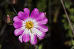 Bartram's rose gentian